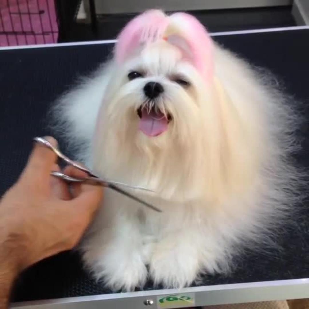 High Fashion Dog Gets Dramatic Haircut Jukin Licensing