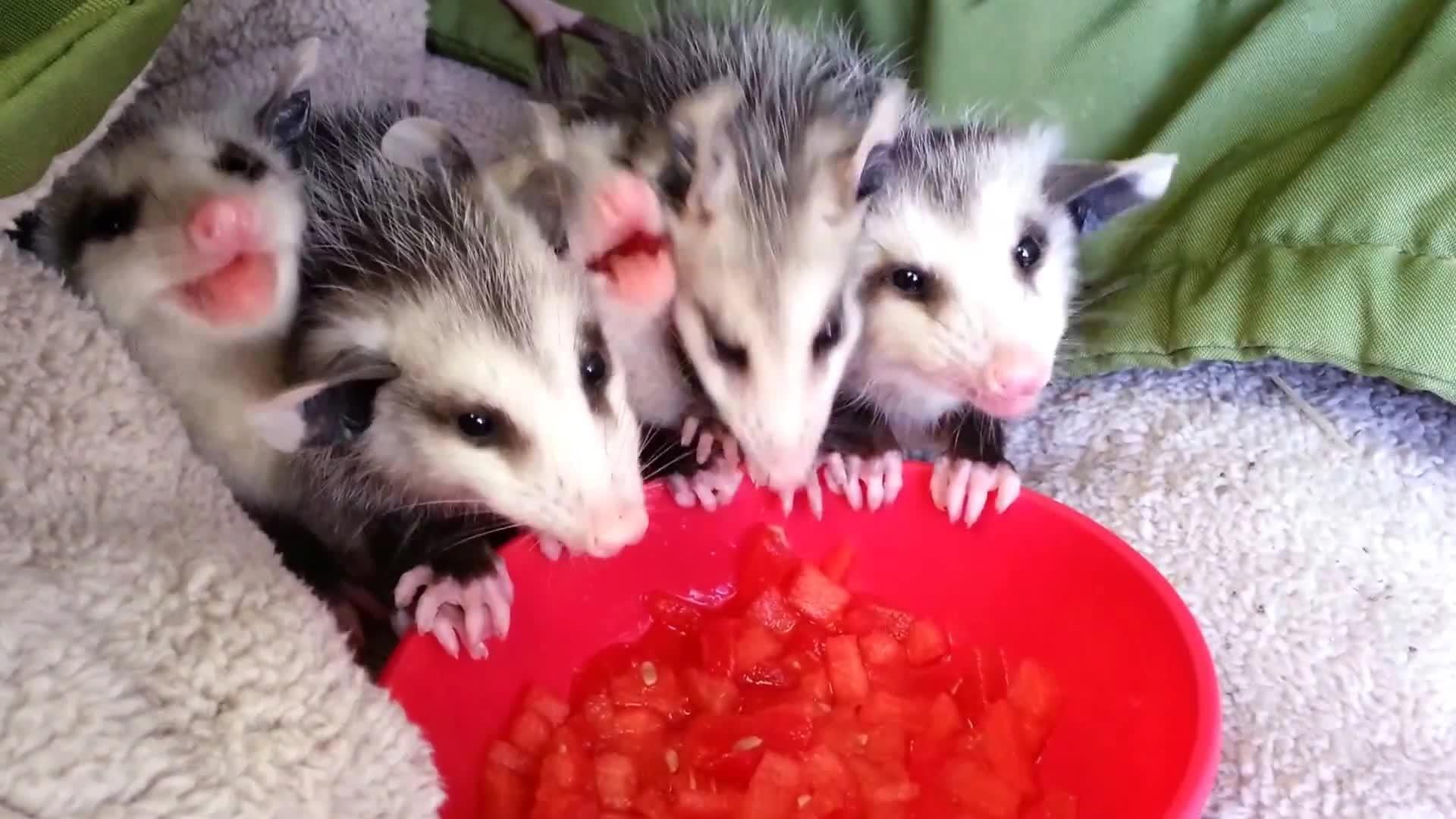 Baby Possums Eating Watermelon Jukin Licensing