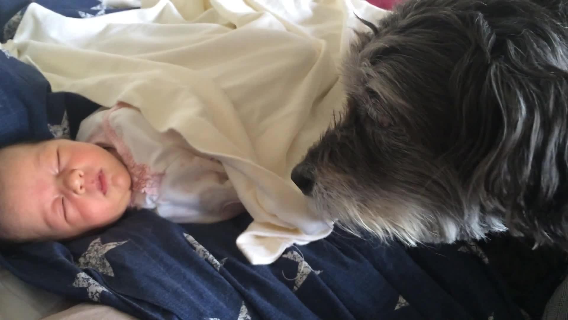 Dog Tucks in Baby Jukin Licensing