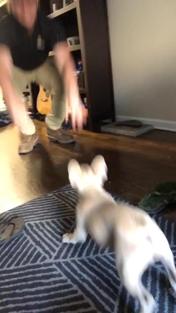 Dog Hops Along With Man Trying to Copy His Hand Movements Jukin Licensing