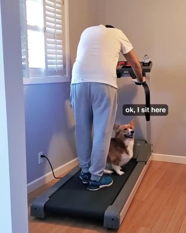 Dog Hops on Treadmill and Sits on it Not Letting Owner to Exercise in