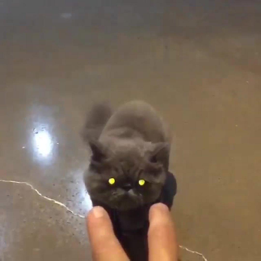 Cat Chokes Himself on Owner's Finger Jukin Licensing
