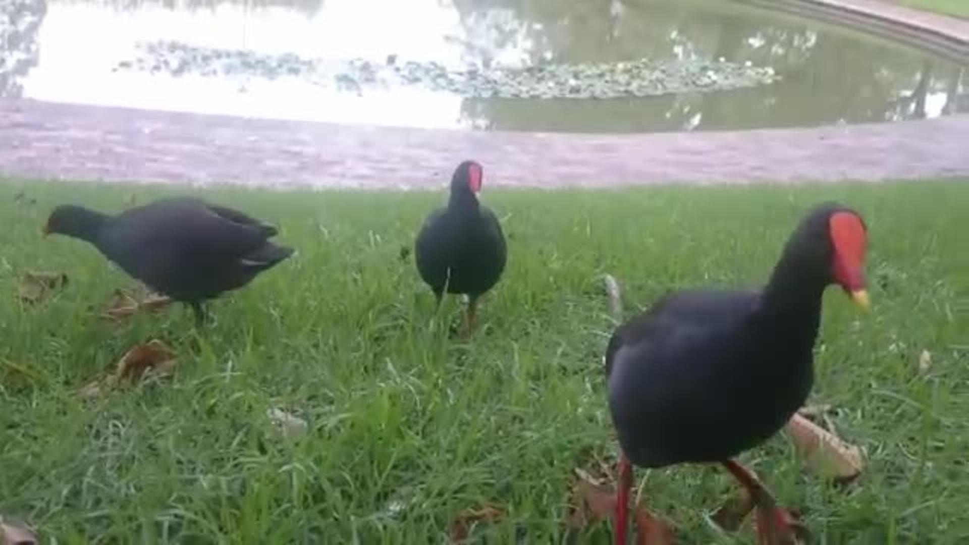 Kind Moorhens Share Food Jukin Licensing