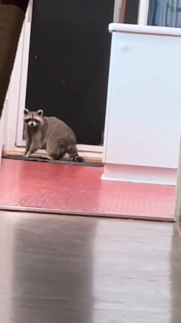 Raccoon Breaks Into Woman's House And Opens Cupboard Jukin Licensing
