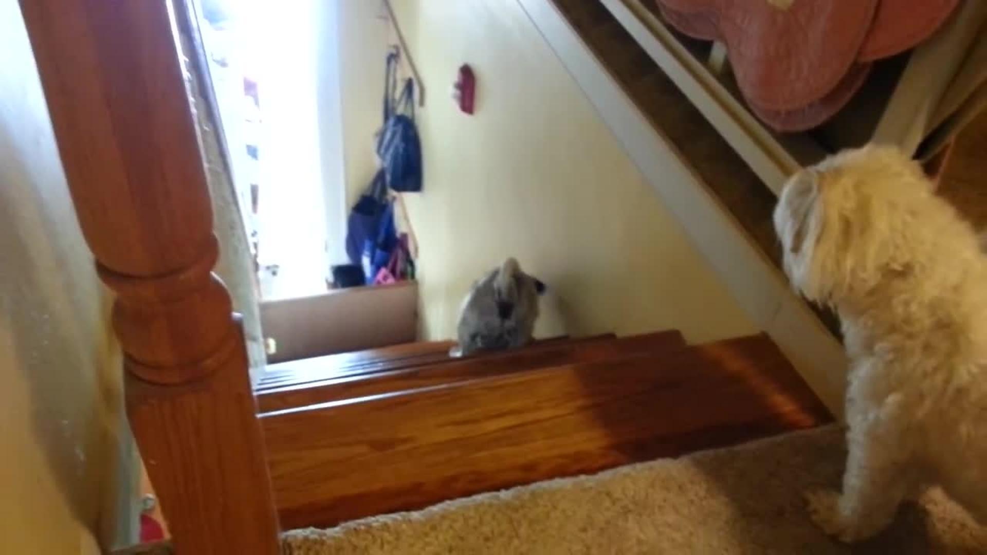 Pug Slides Down Stairs Jukin Licensing