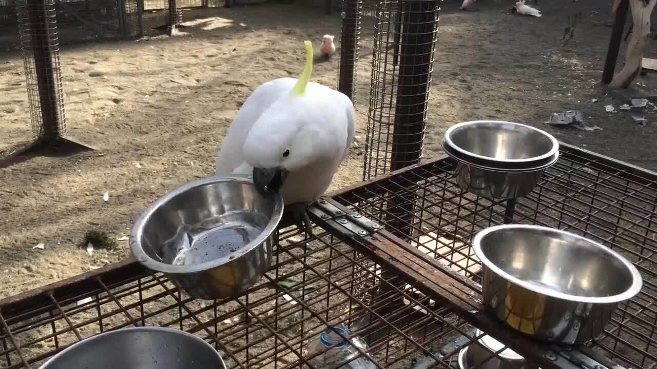 Cockatoo Plays With Water Bowls Jukin Licensing