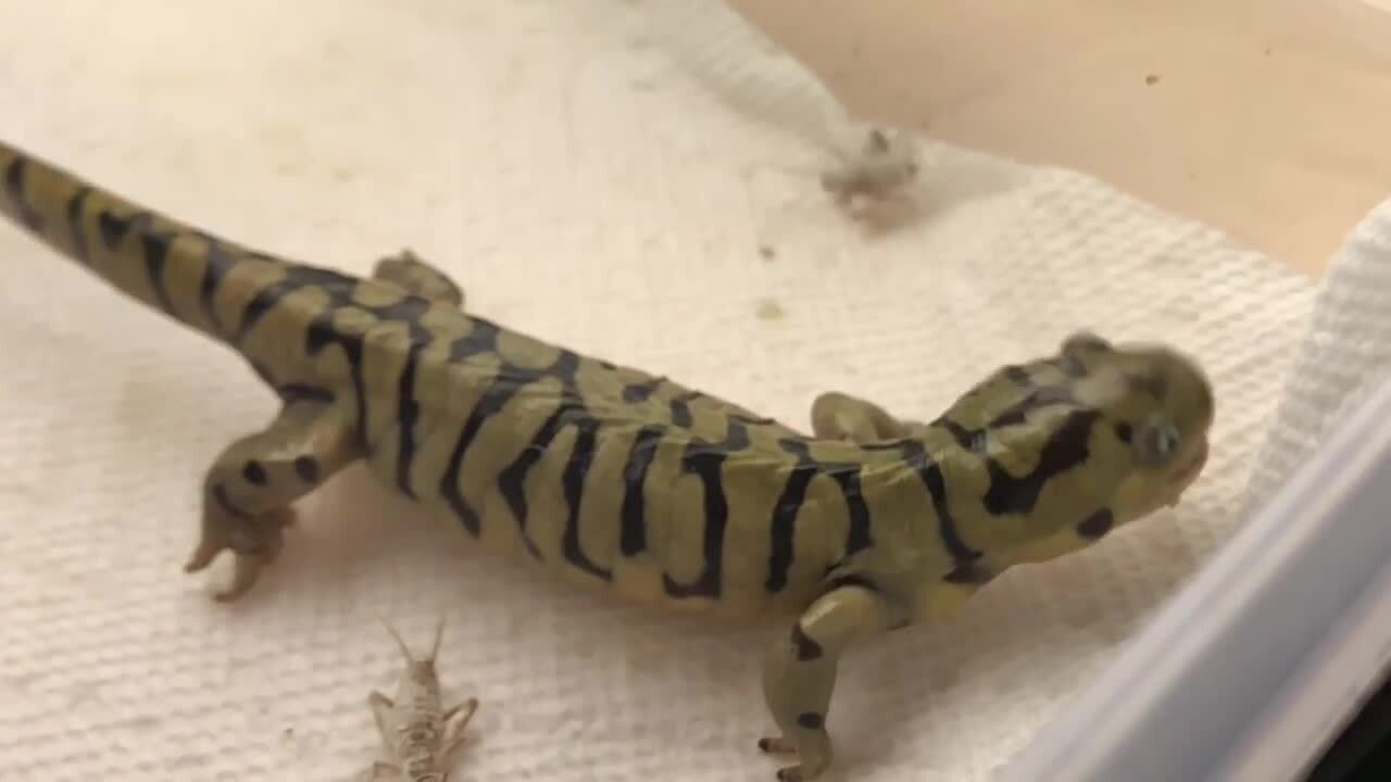 Clumsy Salamander Struggles to Catch Crickets Jukin Licensing
