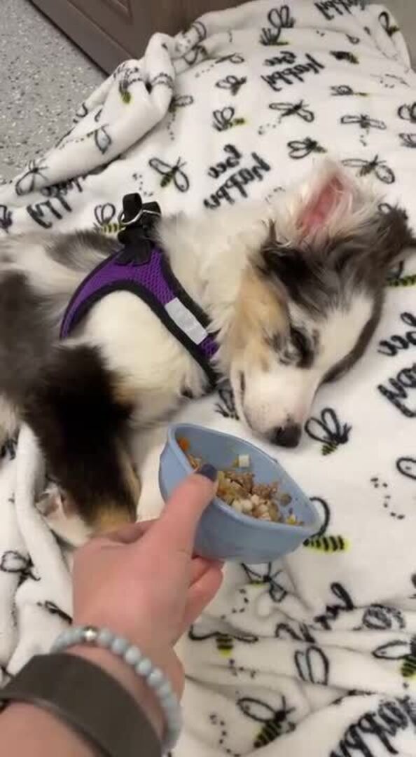 Dog Wakes Up With Smell of Food Jukin Licensing