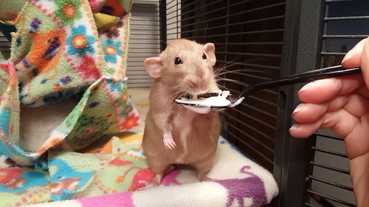 Rat Eats Yogurt From Spoon Jukin Licensing