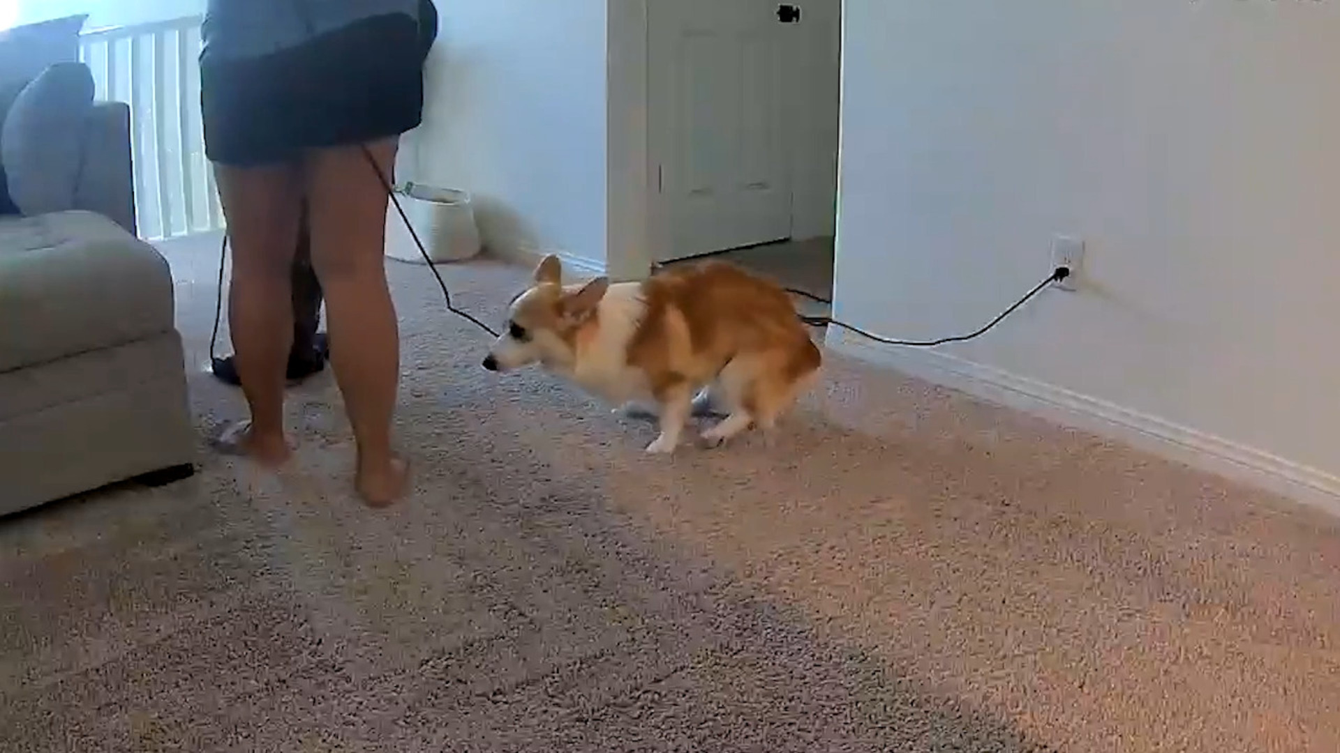 Poops on Carpet While Owner Cleans it With Vacuum Cleaner Jukin