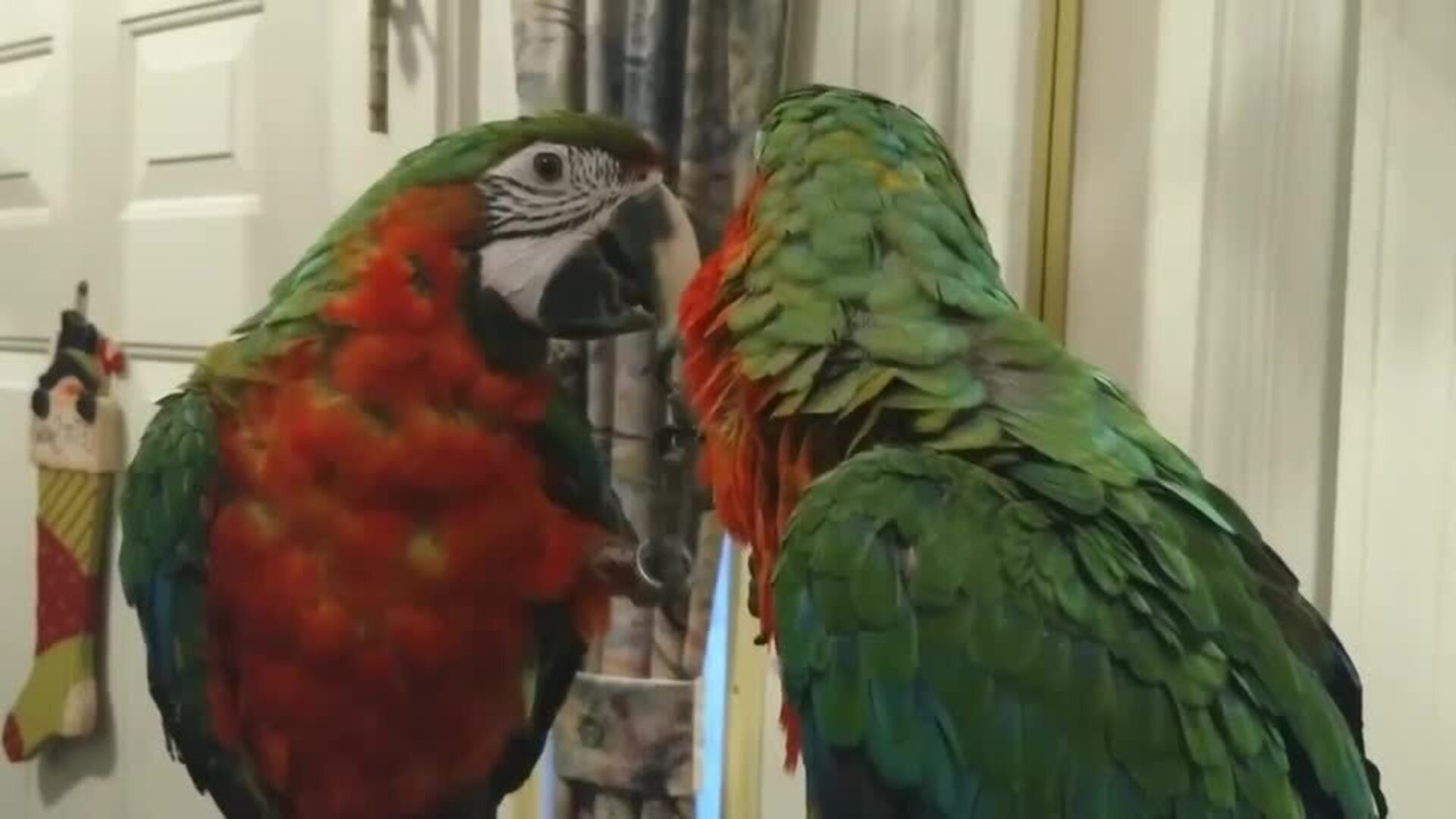 Macaw Carefully Examines Her Mirror Reflection Jukin Licensing