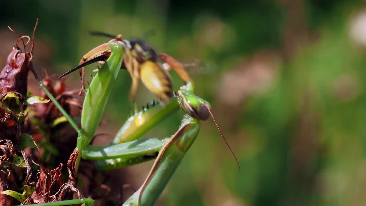 Wasp Snatches Food From Praying Mantis While it Eats Jukin Licensing