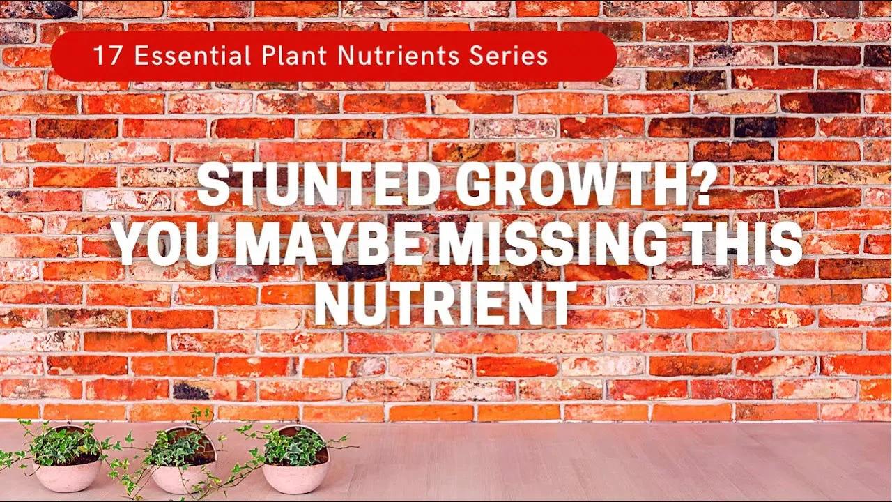 Why Plants Need Boron For New Growth. & Why Excess Calcium Can Cause