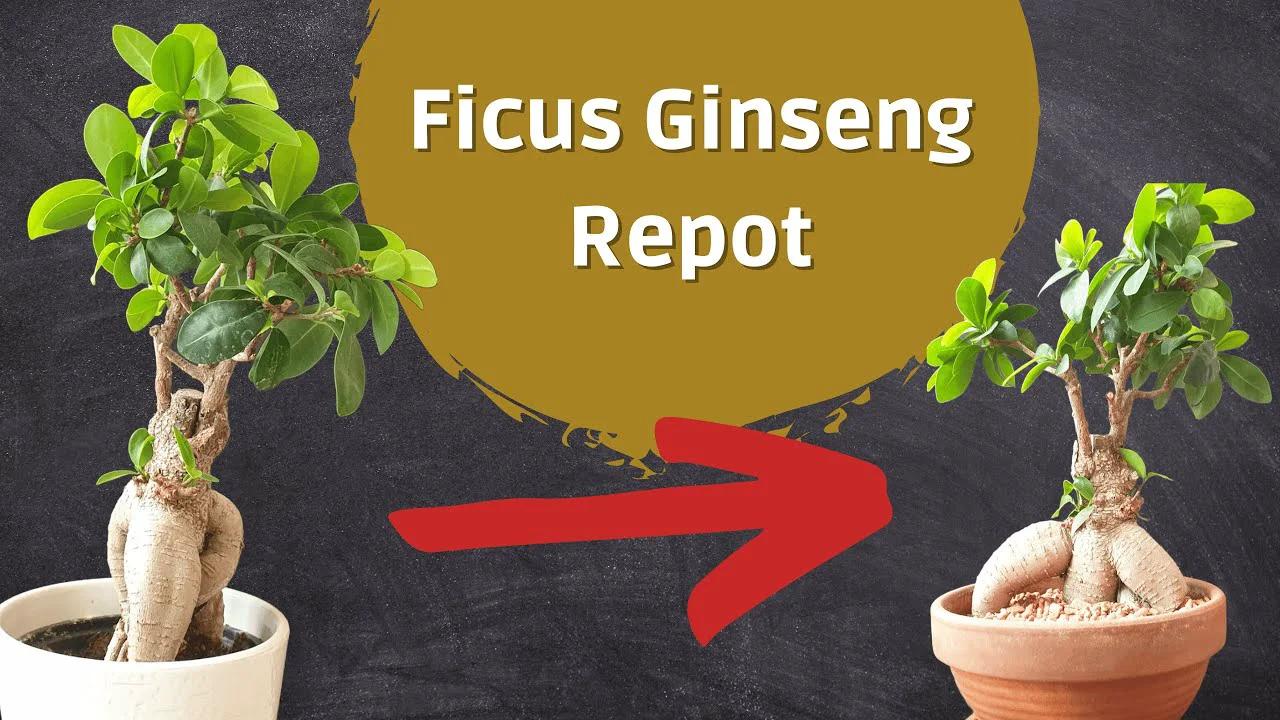 Ficus Microcarpa Ginseng Bonsai Drastic Repotting!