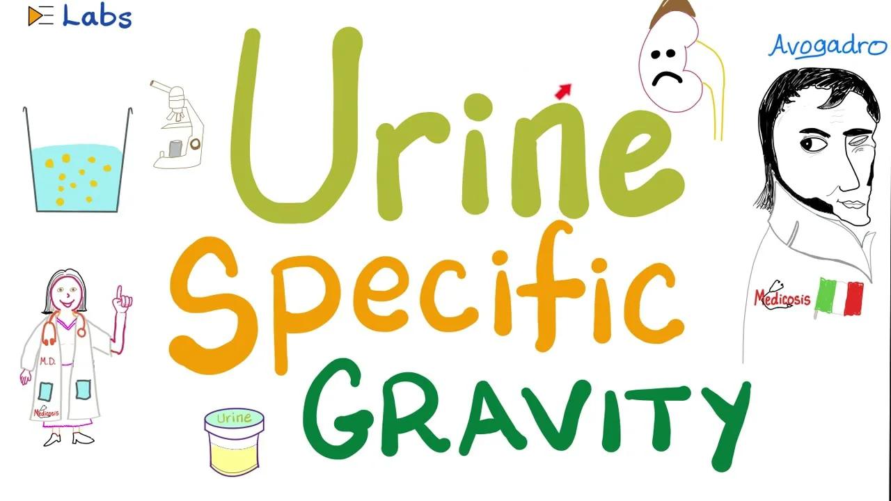 Urine specific gravity Density Concentrated vs Diluted Urine