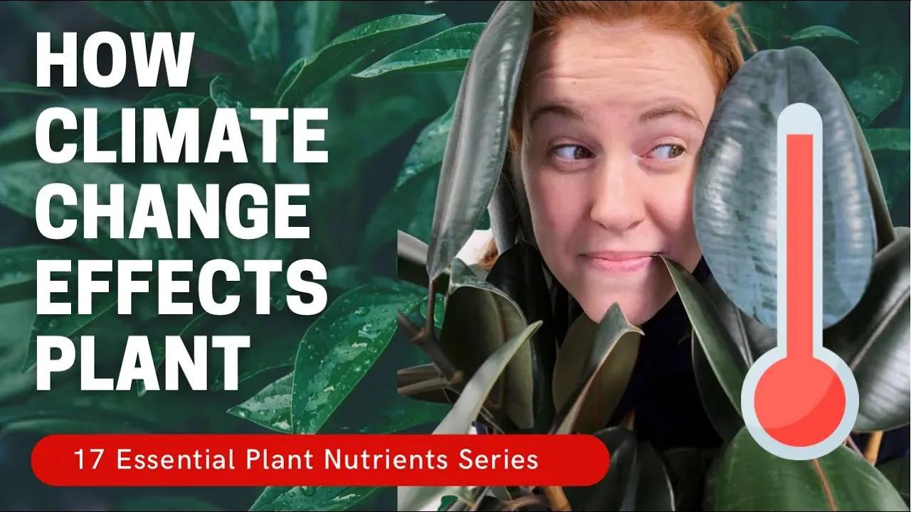 What Do Plants Do With The Excess CO2 and heat? Carbon Dioxide