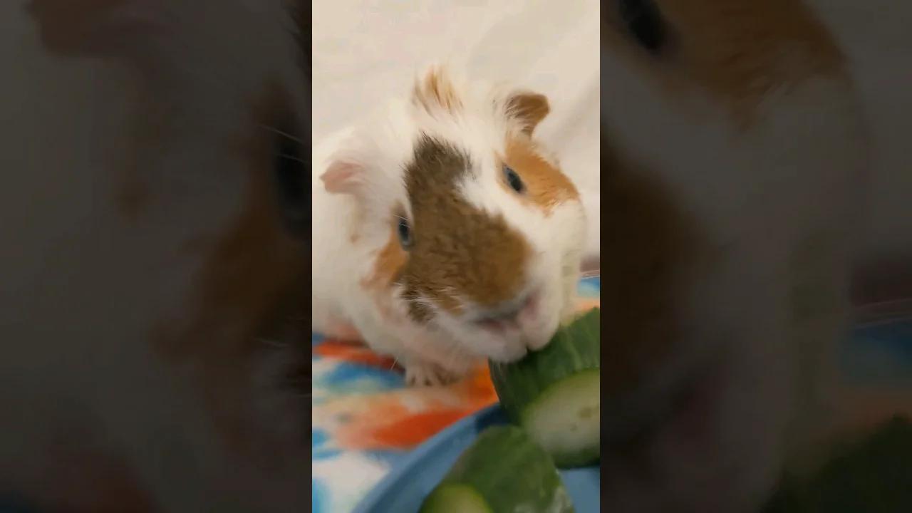 guinea pigs love eating cucumber