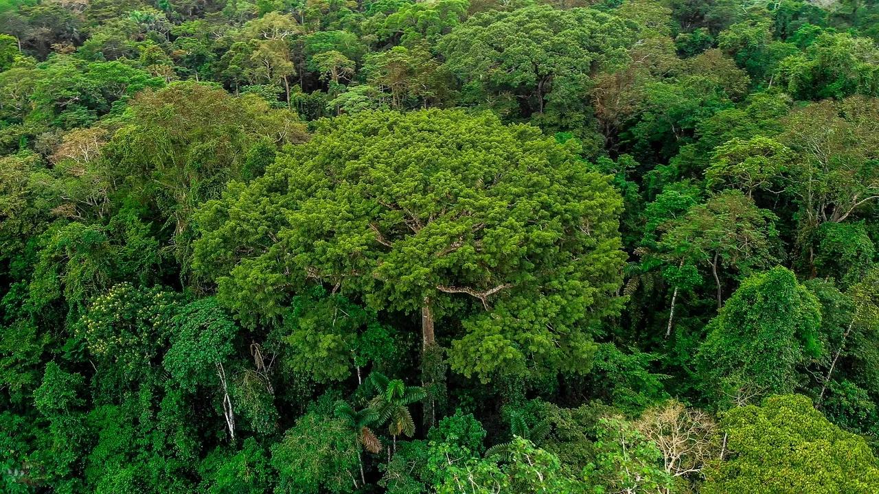 Top 10 Countries with the Largest Forest Area