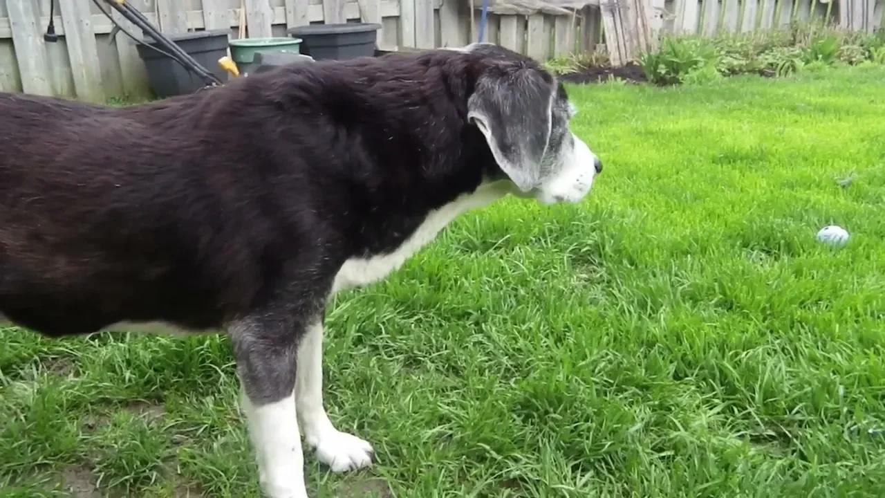 LUKE SCOTT IS A VERY GOOD BOY