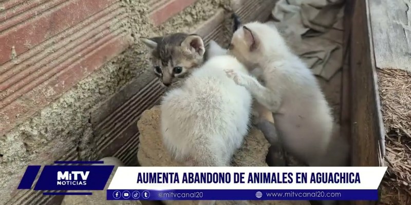 🐾 Preocupación en Los Cocos por aumento de animales abandonados