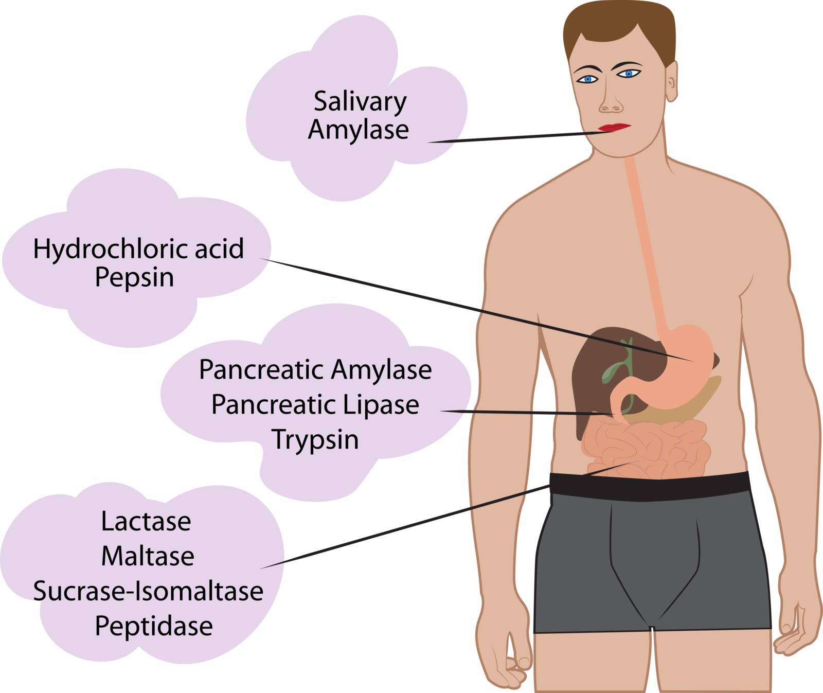 Enzymes breaking down food. Digestive systems work Stock Image Royalty Free