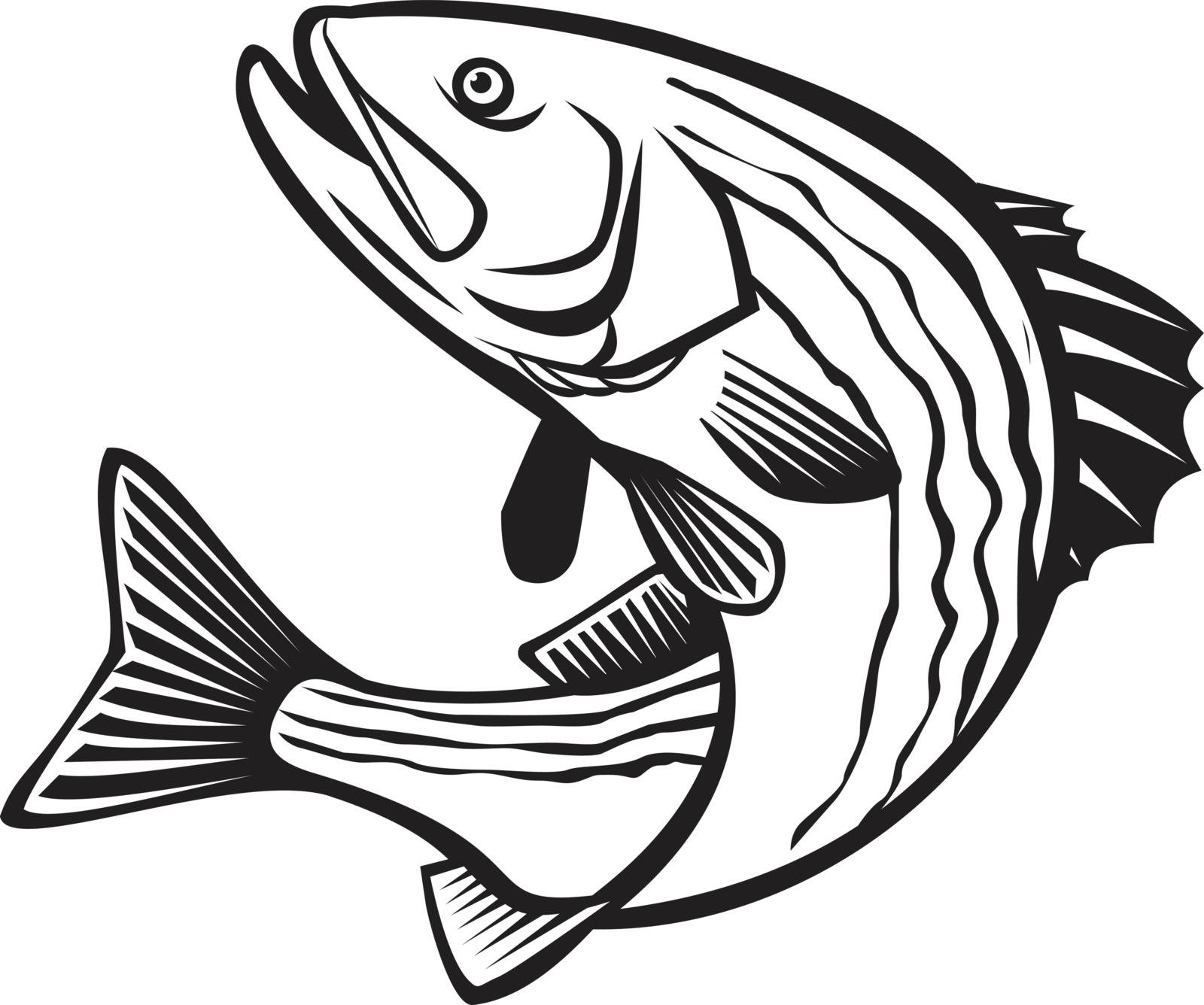 Striped Bass Morone Saxatilis, Atlantic Striped Bass Striper Linesider