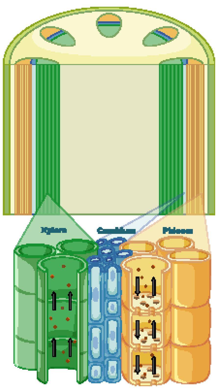 Diagram showing vascular tissue system in plants Stock Image