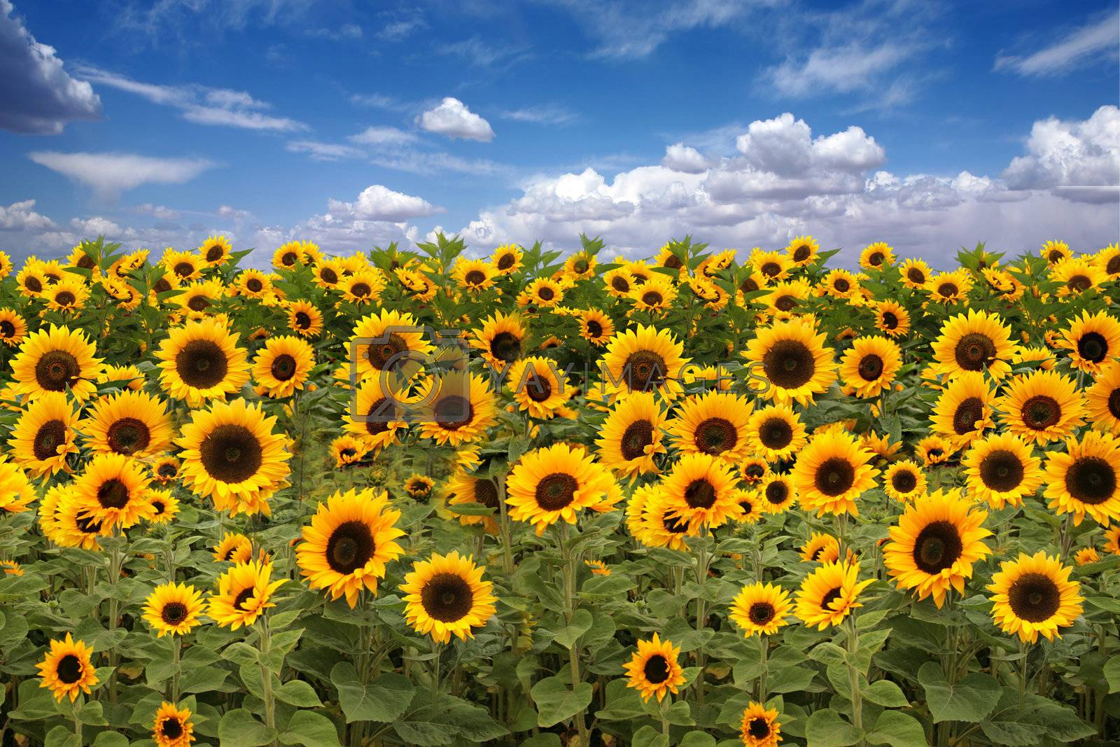 Royalty Free Image Sunflower Farmland With Blue Cloudy Sky by tobkatrina