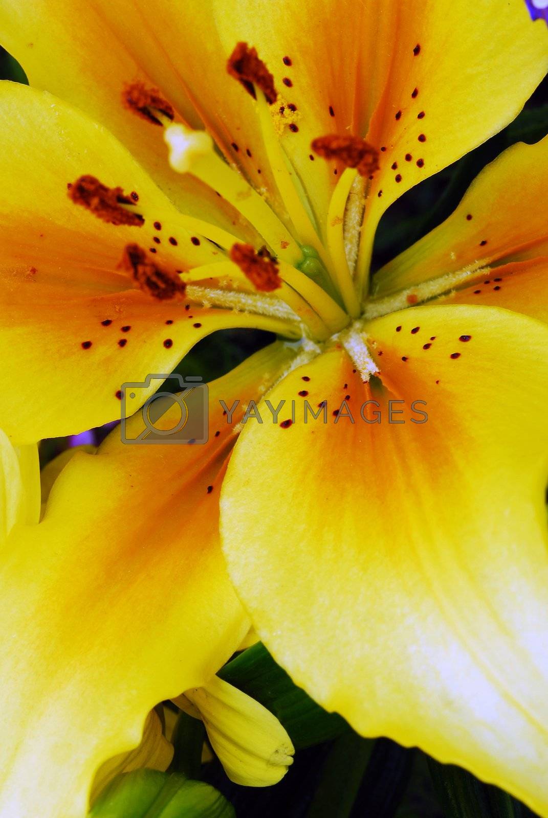 yellow amaryllis flower by nikonite Vectors & Illustrations Free