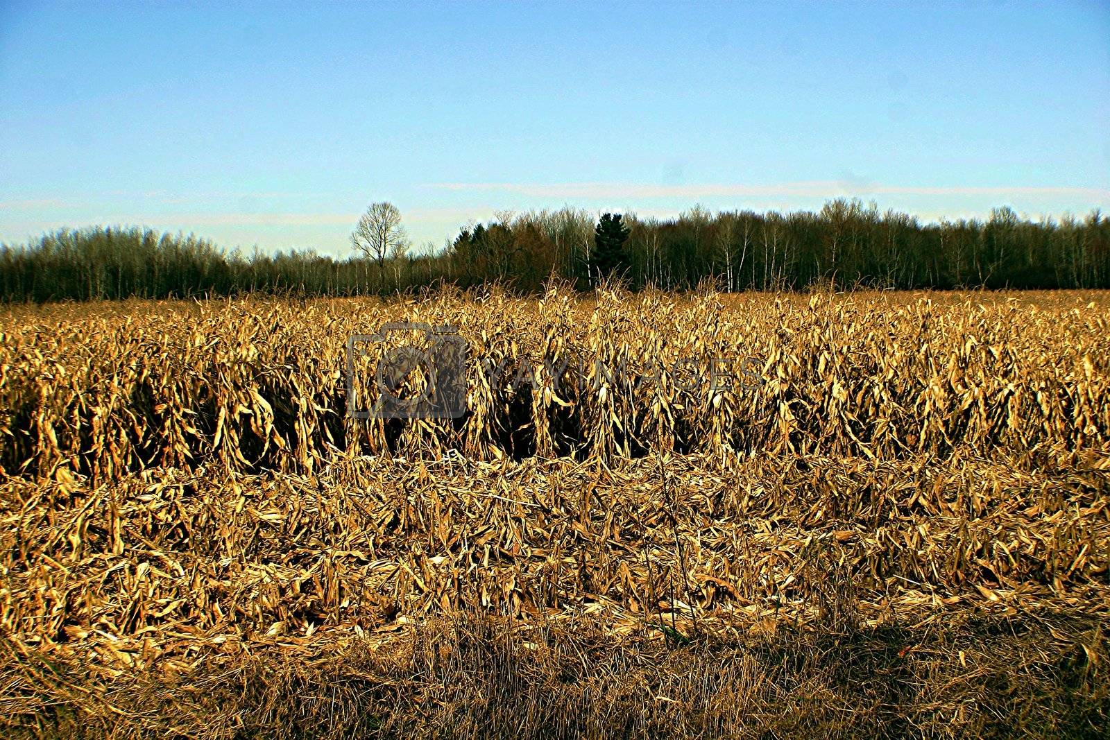 Dry Corn Field Hot Sex Picture