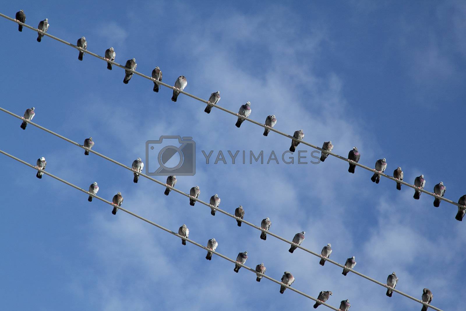 Stock Photos, Royalty Free Images, Vectors, Footage Yayimages