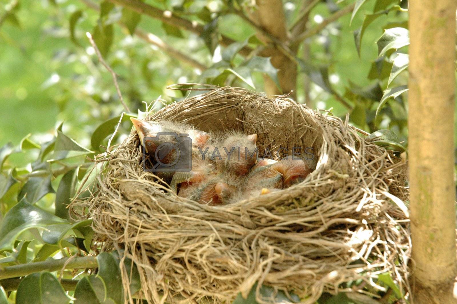 Royalty Free Image Hatchling baby birds in nest by Balefire9