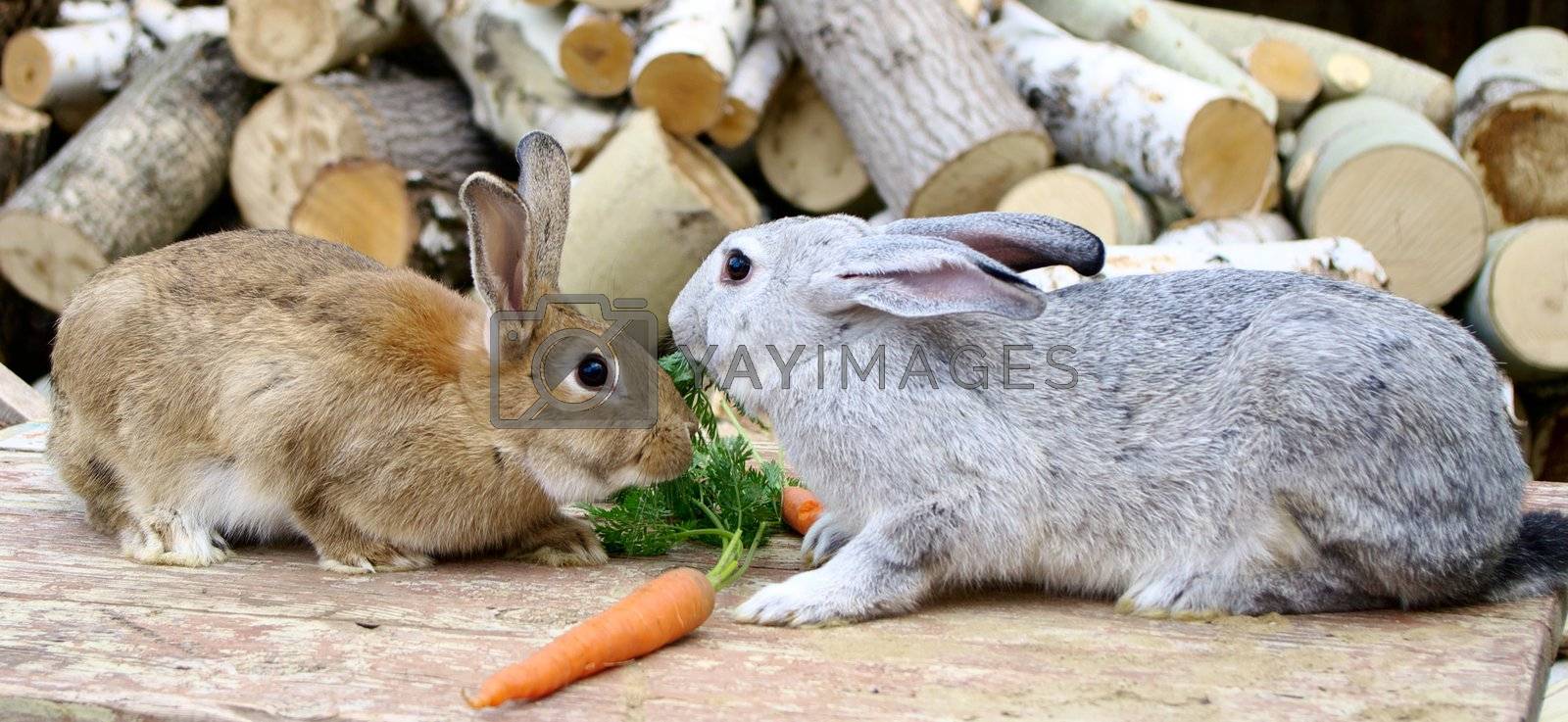 Stock Photos, Royalty Free Images, Vectors, Footage