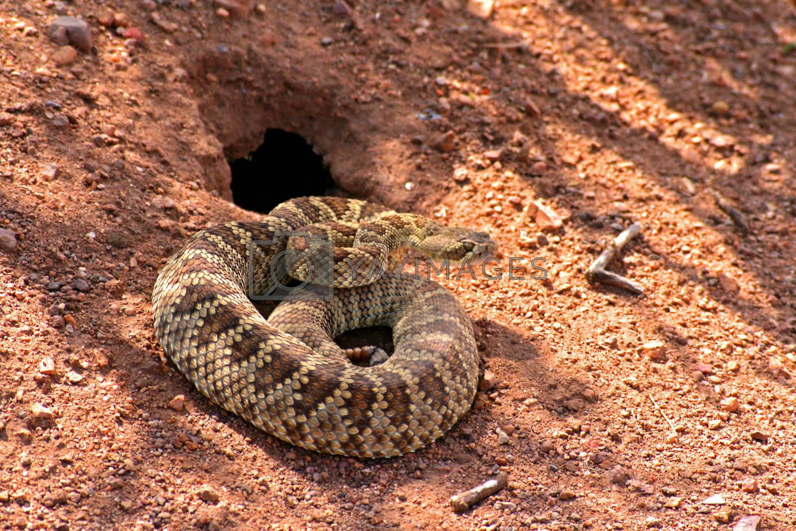 Desert Rattlesnake Coloring Page Exploring Nature