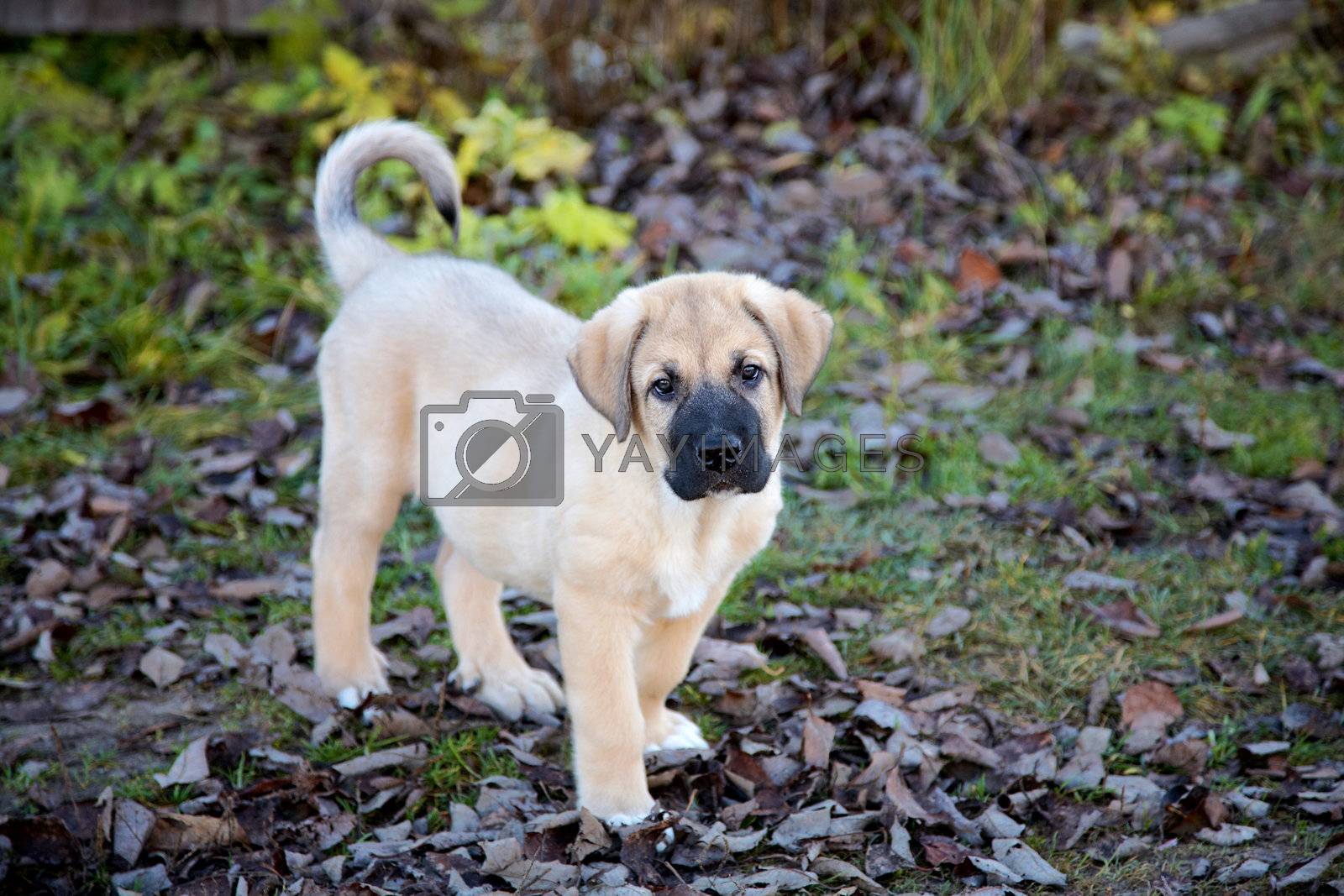 Puppy of the Spanish mastiff Royalty Free Stock Image Stock Photos