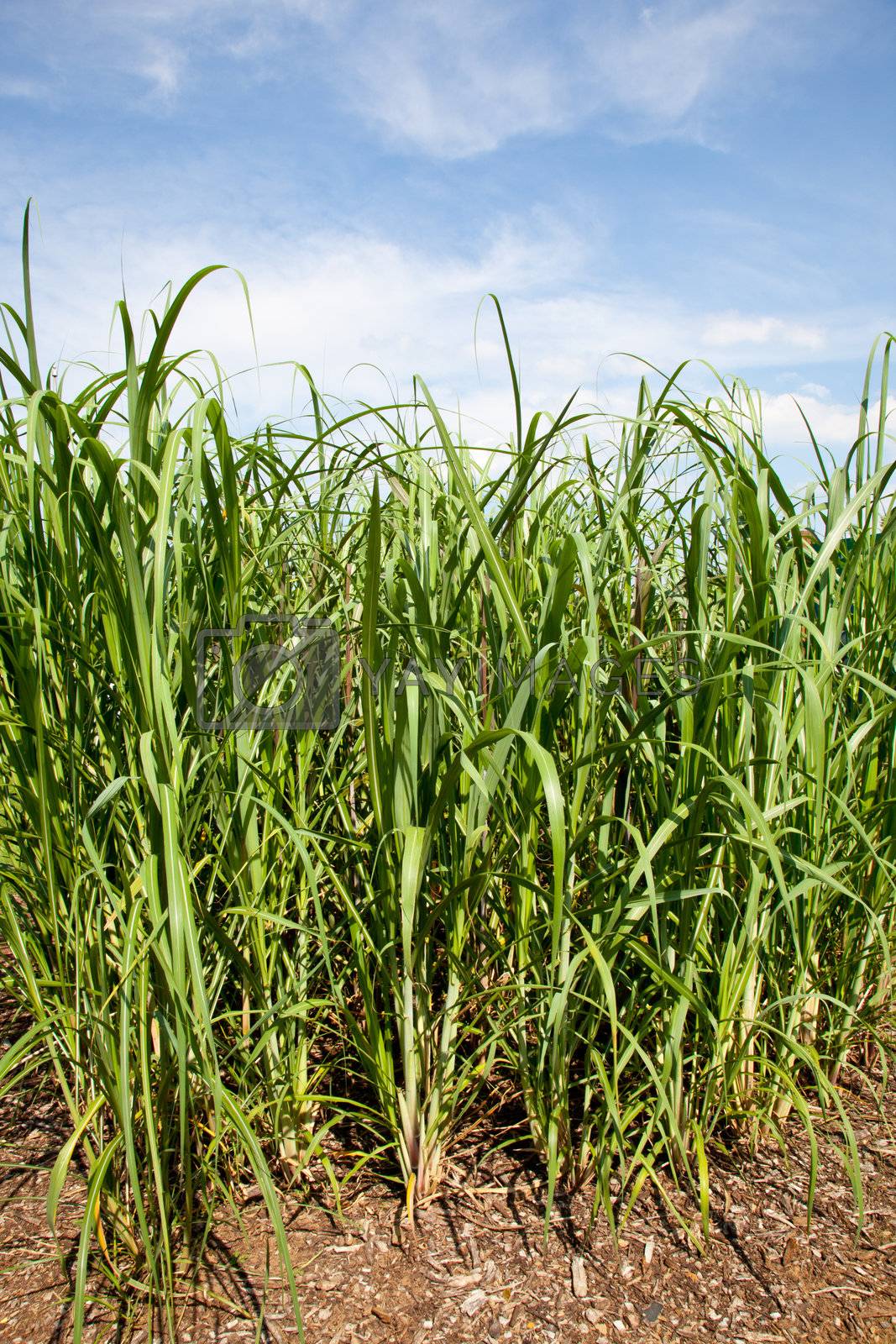 Sugar cane plants being grown on farm biofuel Royalty Free