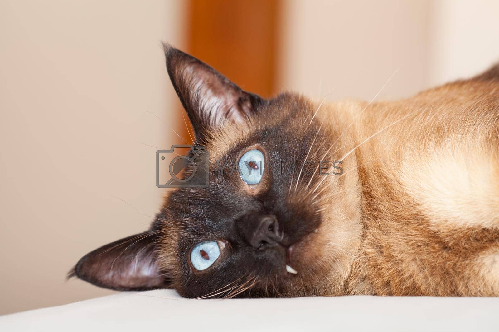 Royalty Free Image Portrait of a Siamese cat with