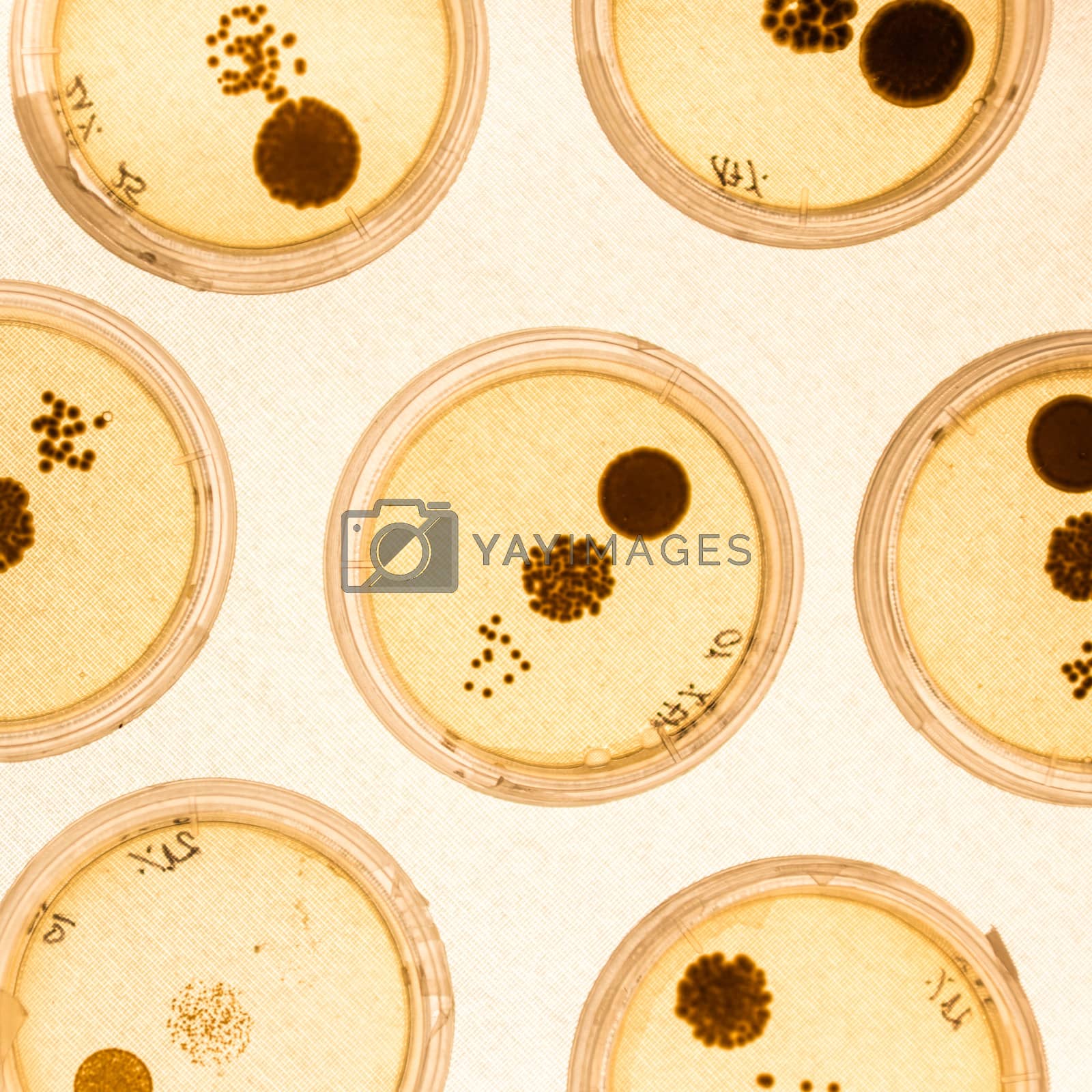Growing Bacteria in Petri Dishes. by kasto Vectors & Illustrations with