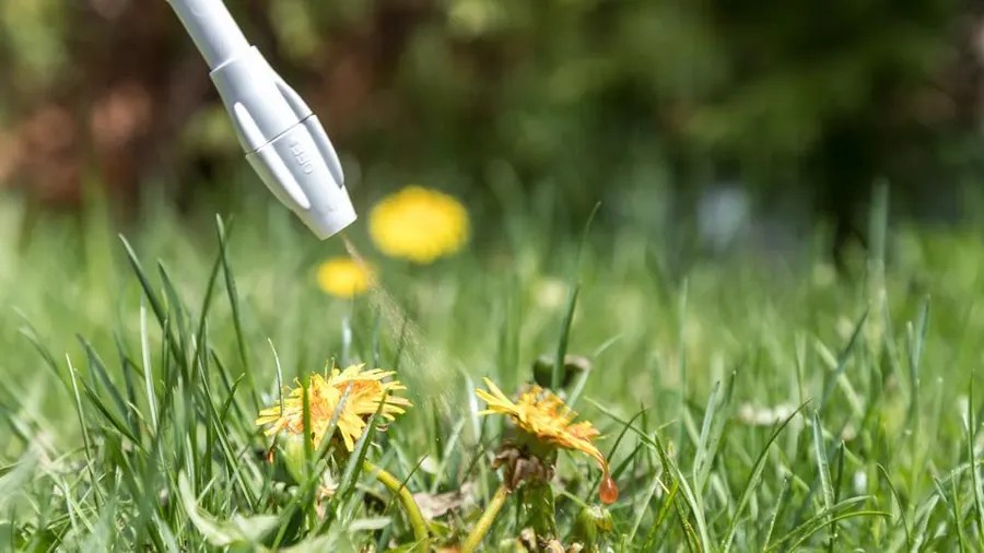 Complete Guide To Weed Killer For Your Lawn Forbes Home