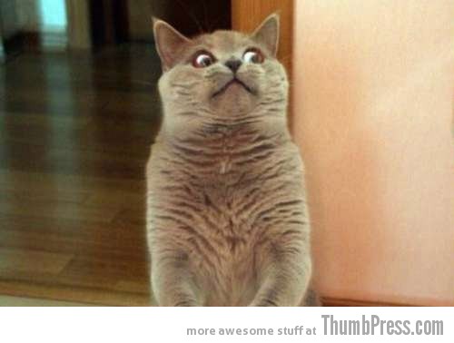 Hilarious Horrorcat Sudden Realizations Hilariously Leave a Cat in Horror