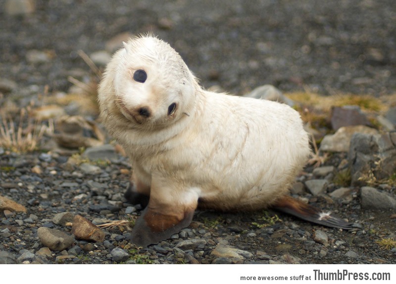 Cutest seal ever