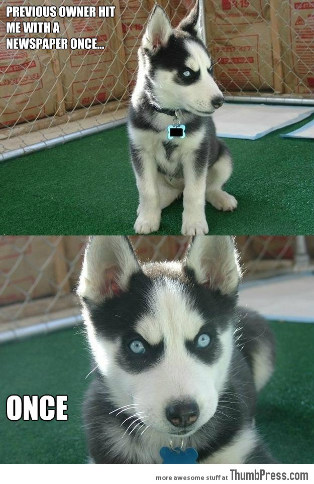 21 Different Animal Memes When Animals Unlock Level "Awesome"