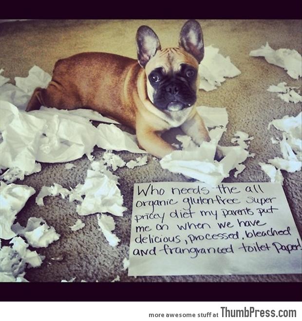 Dogs with Notes The best of Dog Shaming (50 Funny Pictures)