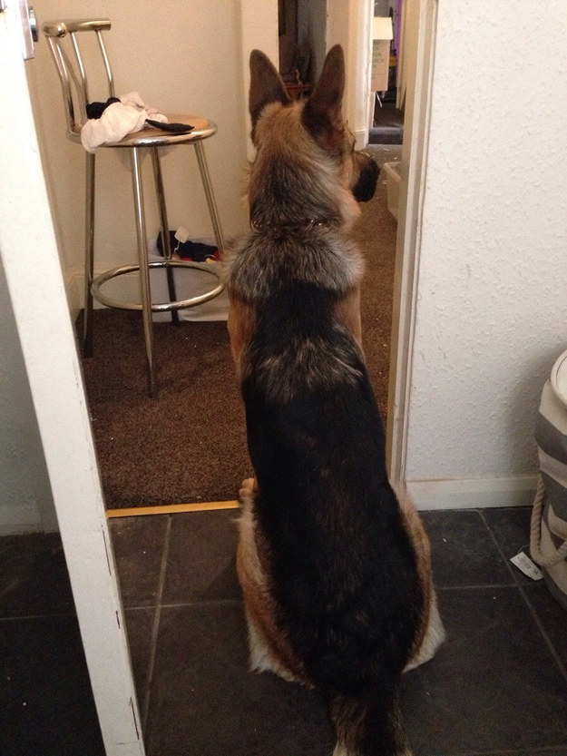 Big Dogs Are Better Than Small Dogs. Here’s Why…