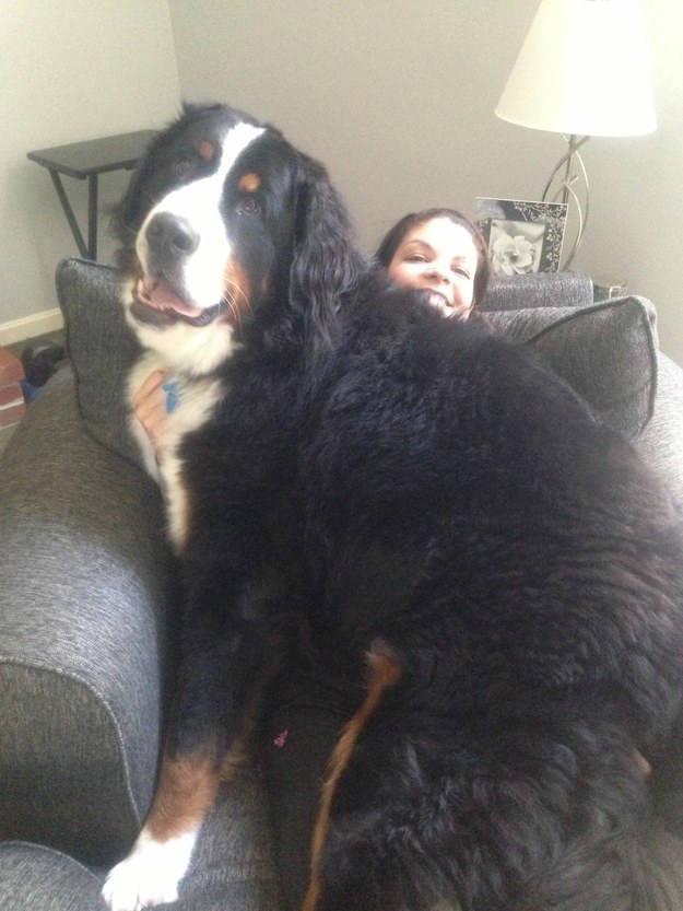 Big Dogs Are Better Than Small Dogs. Here’s Why…