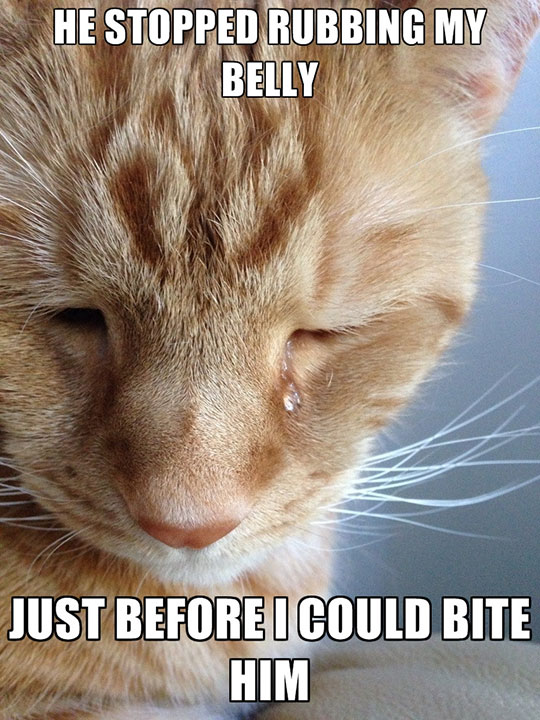 First World Problems Cat Version