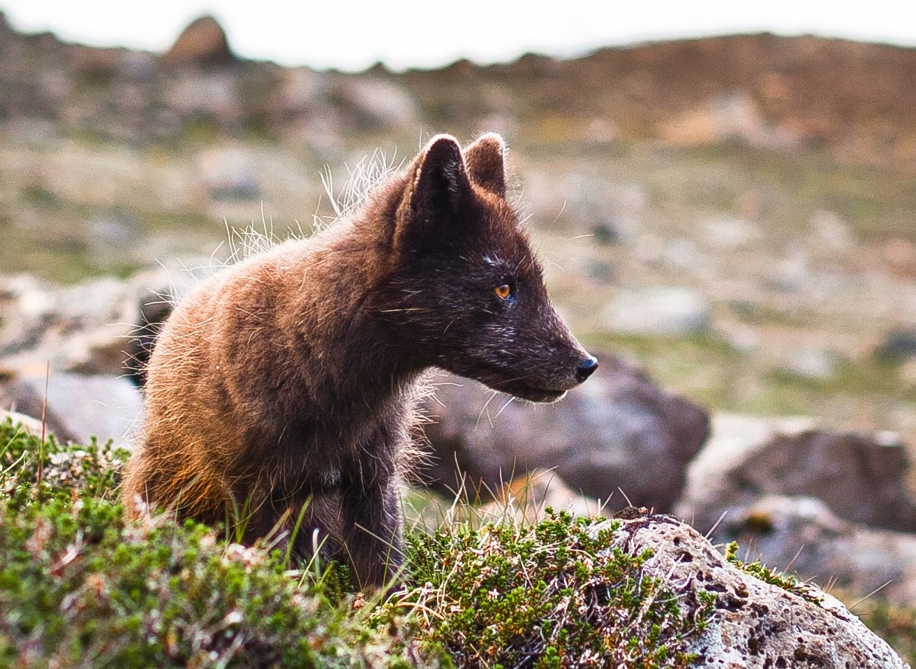 Icelandic Fox