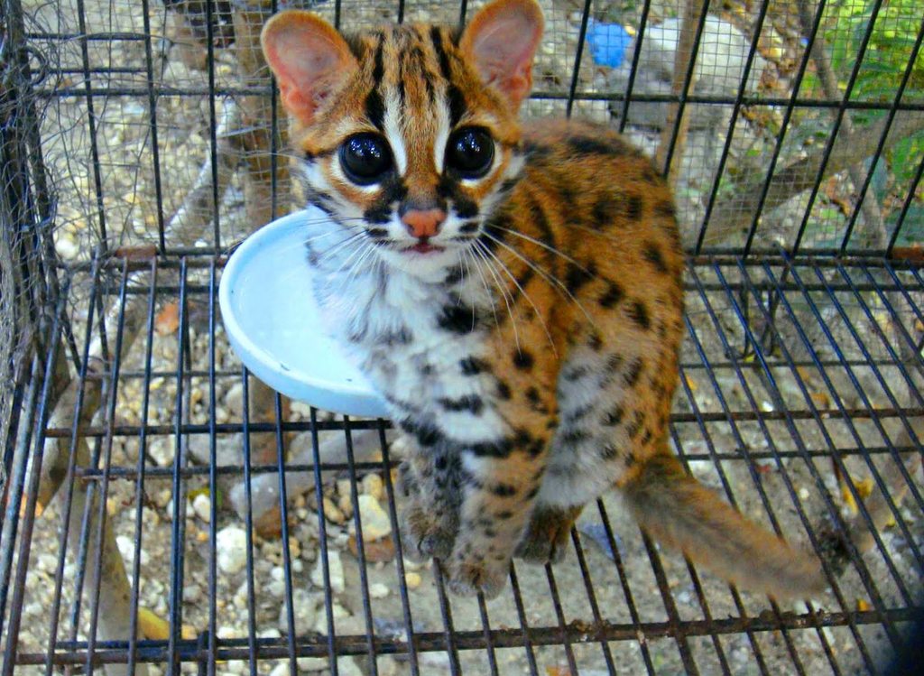 Baby Ocelot.
