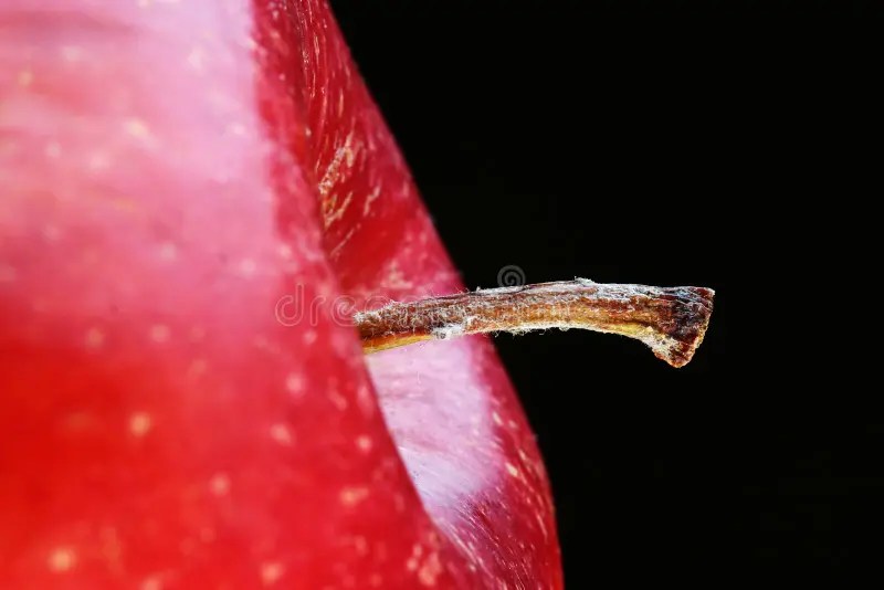 Apple stem stock photo. Image of diet, droplet, colorful - 693356