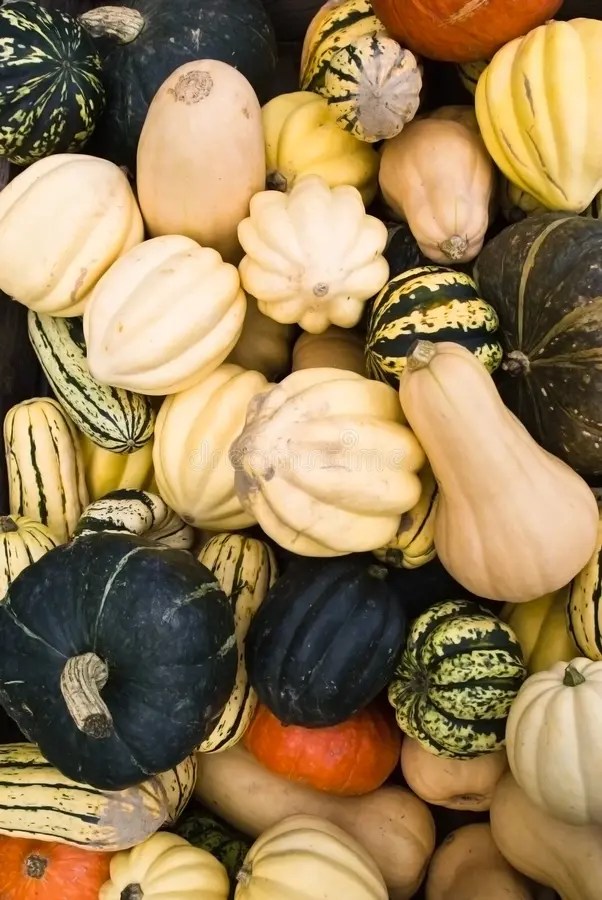 Assorted squash stock image. Image of food, celebration 6621655